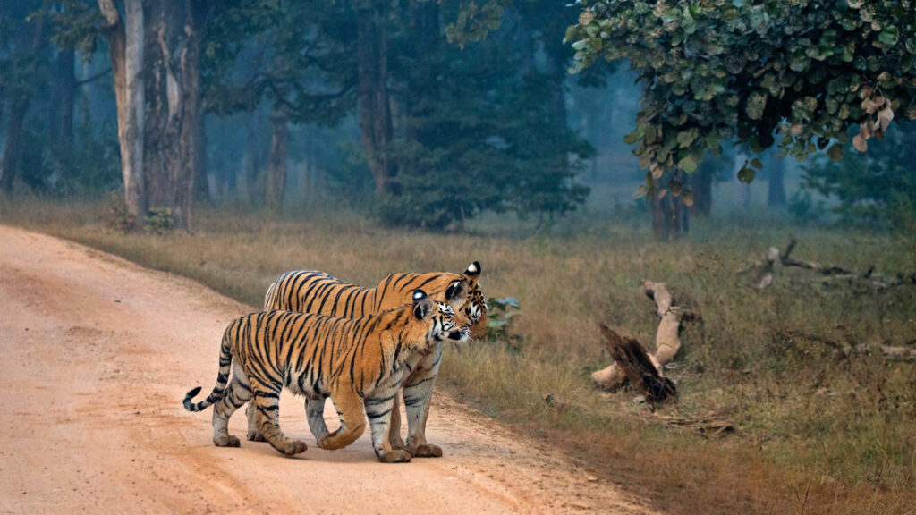 how to reach pench national park 1N / 2D Pench Jungle Safari Package for Couples